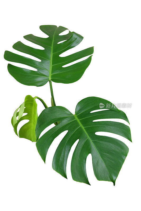 心形的绿色叶子或裂叶philodendron (monstera deliciosa)的热带叶植物孤立在白色的背景，修剪路径包括。